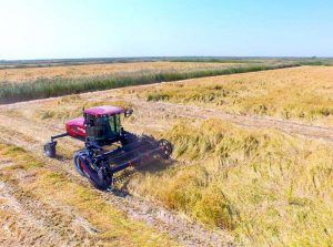 kazpulse-1768465449-T8rvHj6p