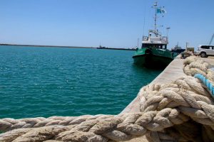 kazpulse-1768465464-eTwfOvpP