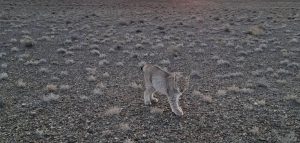 kazpulse-1768525064-qqjbDoiB