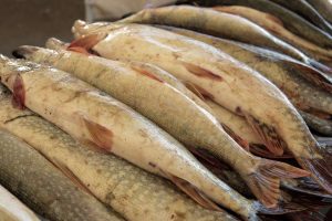 kazpulse-1768525295-CD6dxRb9