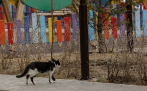 kazpulse-1768525820-UiLaH1ht