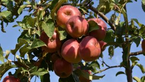 kazpulse-1768611561-AhYM9P8S