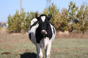 kazpulse-1768611989-NWie2GFg