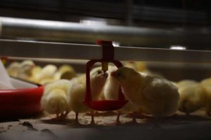 kazpulse-1768611996-vvbuGjch