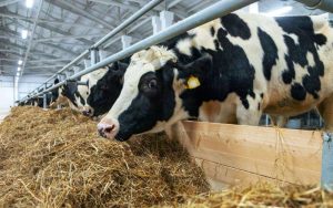 kazpulse-1768460778-hrSMUmGo