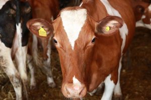 kazpulse-1768460783-pgGprpJj