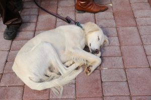 kazpulse-1768461761-bDstO4oh