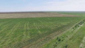 kazpulse-1768455722-rSJMXhHS