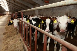 kazpulse-1768455836-ELZupx4w