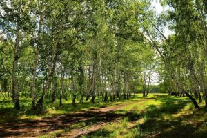 kazpulse-1768456007-Eq6Dl9Jk