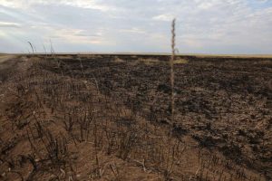 kazpulse-1768398171-b43wFZgX