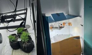 kazpulse-1768402464-mGEUdSoB