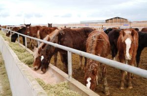 kazpulse-1768403286-M93HXiAo