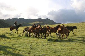 kazpulse-1768393123-Vcheq2Wh