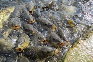 kazpulse-1768388897-ERtDOUak