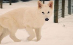 kazpulse-1768389199-mD4ai3XZ