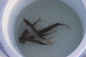 kazpulse-1768390403-gn3D28Dm