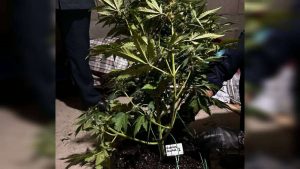 kazpulse-1768407256-vzz55nAA