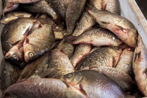 kazpulse-1768407985-9rz30Tdl