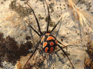 kazpulse-1768453967-7sWhNop3