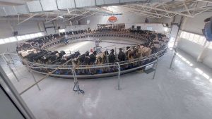 kazpulse-1768402444-9TbCer0e