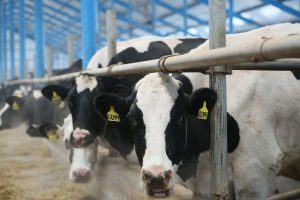 kazpulse-1768403788-G65gyAuo