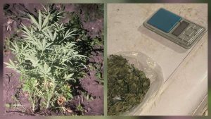 kazpulse-1768388805-iMJ857Df