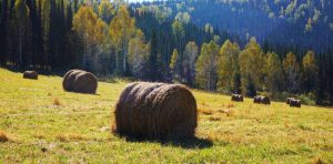 kazpulse-1768390363-3O5ddkyl