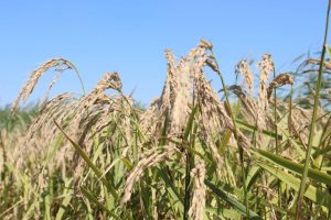 kazpulse-1768407602-FVYx6Epg