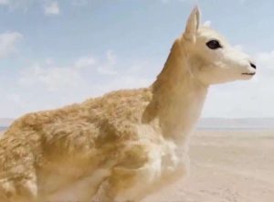 kazpulse-1768452974-2OiwPvlW