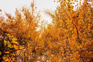 kazpulse-1768398308-A4Fn34Rg