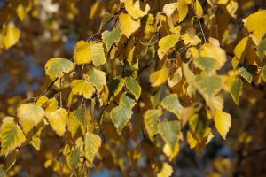 kazpulse-1768399544-adiPOfxx