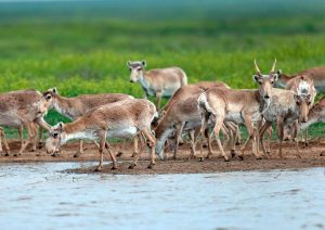 kazpulse-1768399843-waq5ATqg