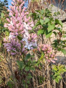 kazpulse-1768401232-hFVfI3nF