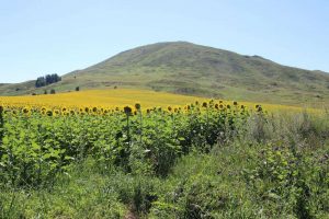 kazpulse-1768401801-2AIX6dFh