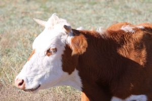 kazpulse-1768401807-uR8LaP34