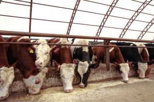 kazpulse-1768401878-cr7rW2Dn