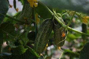 kazpulse-1768392033-99EV3fZ1