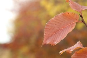 kazpulse-1768394897-1gq2va71