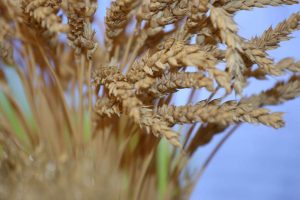 kazpulse-1768395336-wr8TYOVZ