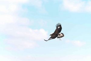 kazpulse-1768388239-CQ0I3z8I