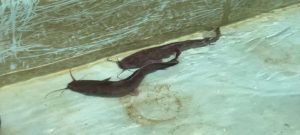 kazpulse-1768388311-I0fH0tPS