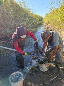 kazpulse-1768388633-iFTE7ptT