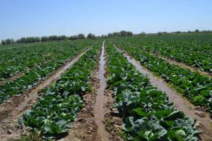 kazpulse-1768390080-43iv3JfG