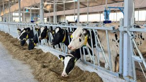 kazpulse-1768387647-rpdnobV5