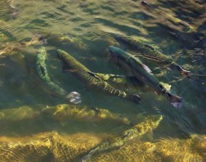 kazpulse-1768387782-EWsc4g6V