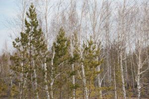 kazpulse-1768387825-2U4GA5Ky