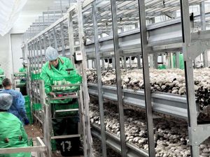 kazpulse-1768449945-smPpBnfJ