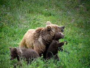 kazpulse-1768450497-TLmdikFd