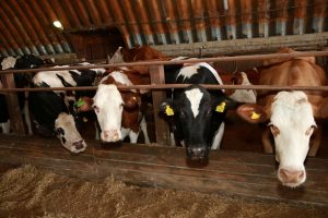 kazpulse-1768450744-JkQkDfup